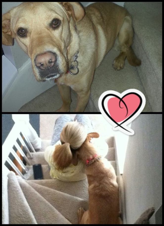 11050157_1541216306139760_8085883604238419449_n